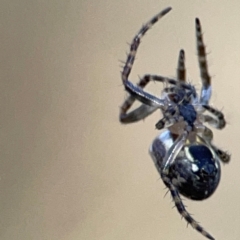 Araneus eburnus at Campbell Park Woodland - 28 Mar 2024 03:47 PM