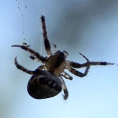 Araneus eburnus at Campbell Park Woodland - 28 Mar 2024 03:47 PM