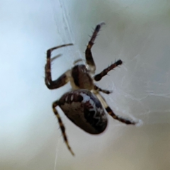 Araneus eburnus at Campbell Park Woodland - 28 Mar 2024 03:47 PM