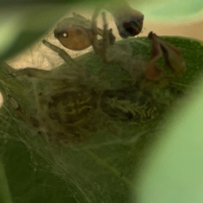 Opisthoncus serratofasciatus (Chevronned jumper) at Pialligo, ACT - 28 Mar 2024 by Hejor1