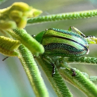 Calomela vittata (Acacia leaf beetle) at Pialligo, ACT - 28 Mar 2024 by Hejor1