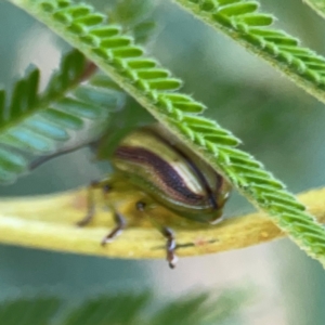 Calomela vittata at Campbell Park Woodland - 28 Mar 2024