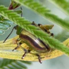 Calomela vittata at Campbell Park Woodland - 28 Mar 2024 04:40 PM