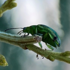 Calomela vittata at Campbell Park Woodland - 28 Mar 2024