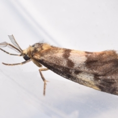 Anestia (genus) (A tiger moth) at Mount Jerrabomberra - 19 Mar 2024 by DianneClarke