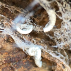 Isopoda (order) (Unidentified isopod or slater) at Pialligo, ACT - 28 Mar 2024 by Hejor1