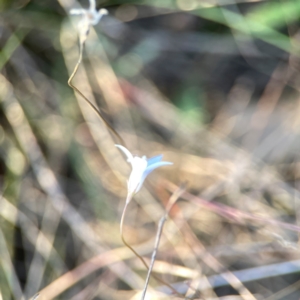 Wahlenbergia capillaris at Campbell Park Woodland - 28 Mar 2024