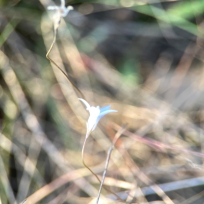 Wahlenbergia capillaris (Tufted Bluebell) at Campbell Park Woodland - 28 Mar 2024 by Hejor1