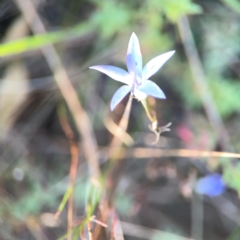 Wahlenbergia capillaris at Campbell Park Woodland - 28 Mar 2024