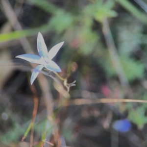 Wahlenbergia capillaris at Campbell Park Woodland - 28 Mar 2024