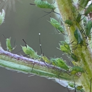 Uroleucon sp. (genus) at Campbell Park Woodland - 28 Mar 2024