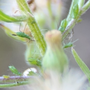 Uroleucon sp. (genus) at Campbell Park Woodland - 28 Mar 2024