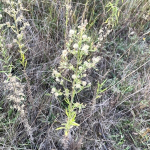 Uroleucon sp. (genus) at Campbell Park Woodland - 28 Mar 2024