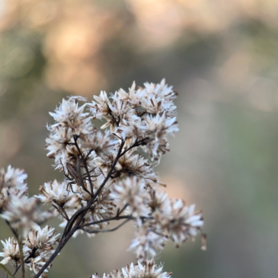 Cassinia quinquefaria (Rosemary Cassinia) at Pialligo, ACT - 28 Mar 2024 by Hejor1