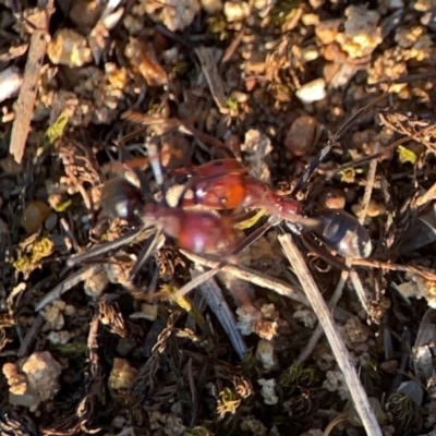 Iridomyrmex purpureus (Meat Ant) at Pialligo, ACT - 28 Mar 2024 by Hejor1