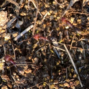 Iridomyrmex purpureus at Campbell Park Woodland - 28 Mar 2024