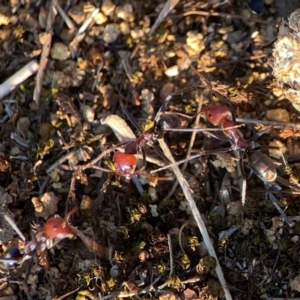 Iridomyrmex purpureus at Campbell Park Woodland - 28 Mar 2024