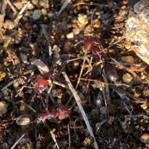 Iridomyrmex purpureus at Campbell Park Woodland - 28 Mar 2024