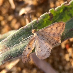 Scopula rubraria (Reddish Wave, Plantain Moth) at Pialligo, ACT - 28 Mar 2024 by Hejor1