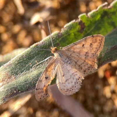 Scopula rubraria (Reddish Wave, Plantain Moth) at Pialligo, ACT - 28 Mar 2024 by Hejor1