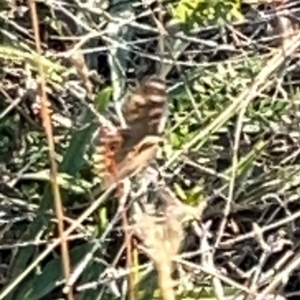 Junonia villida at Campbell Park Woodland - 28 Mar 2024