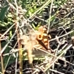 Junonia villida at Campbell Park Woodland - 28 Mar 2024