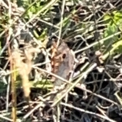 Junonia villida at Campbell Park Woodland - 28 Mar 2024