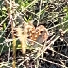 Junonia villida at Campbell Park Woodland - 28 Mar 2024