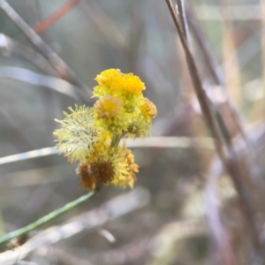 Chrysocephalum sp. at Campbell Park Woodland - 28 Mar 2024