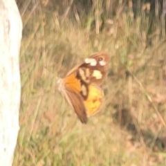 Heteronympha merope (Common Brown Butterfly) at Pialligo, ACT - 28 Mar 2024 by Hejor1
