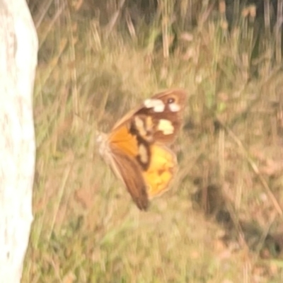 Heteronympha merope (Common Brown Butterfly) at Pialligo, ACT - 28 Mar 2024 by Hejor1