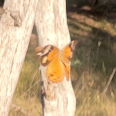 Heteronympha merope at Campbell Park Woodland - 28 Mar 2024