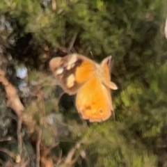 Heteronympha merope at Campbell Park Woodland - 28 Mar 2024