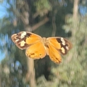 Heteronympha merope at Campbell Park Woodland - 28 Mar 2024