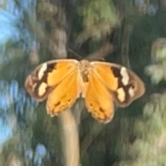 Heteronympha merope at Campbell Park Woodland - 28 Mar 2024