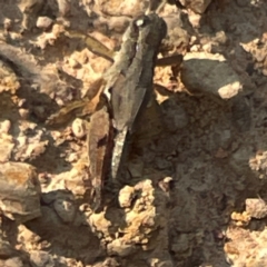 Phaulacridium vittatum (Wingless Grasshopper) at Pialligo, ACT - 28 Mar 2024 by Hejor1