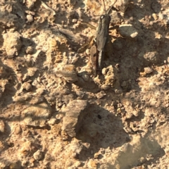 Phaulacridium vittatum at Campbell Park Woodland - 28 Mar 2024 04:55 PM