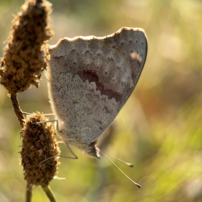 Junonia villida (Meadow Argus) at Pialligo, ACT - 28 Mar 2024 by Hejor1