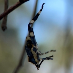 Coreidae (family) (Coreid plant bug) at Campbell Park Woodland - 28 Mar 2024 by Hejor1