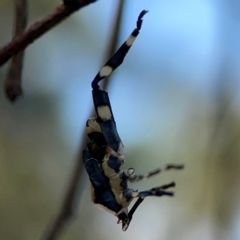 Coreidae (family) (Coreid plant bug) at Pialligo, ACT - 28 Mar 2024 by Hejor1