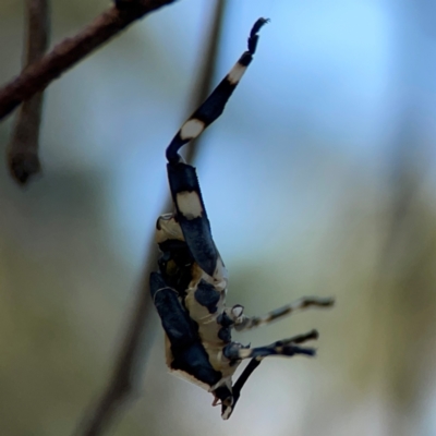 Coreidae (family) (Coreid plant bug) at Campbell Park Woodland - 28 Mar 2024 by Hejor1