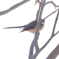 Rhipidura albiscapa (Grey Fantail) at O'Connor, ACT - 24 Mar 2024 by ConBoekel