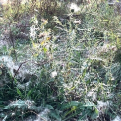 Cirsium vulgare (Spear Thistle) at Pialligo, ACT - 28 Mar 2024 by Hejor1