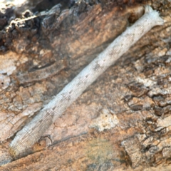Geometridae (family) IMMATURE (Unidentified IMMATURE Geometer moths) at Pialligo, ACT - 28 Mar 2024 by Hejor1
