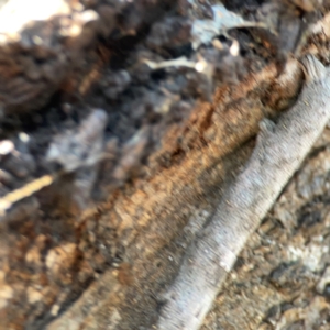 Geometridae (family) IMMATURE at Campbell Park Woodland - 28 Mar 2024