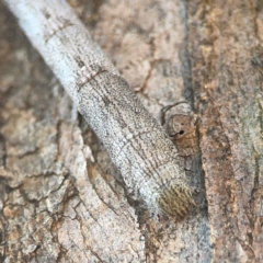 Geometridae (family) IMMATURE at Campbell Park Woodland - 28 Mar 2024 04:50 PM