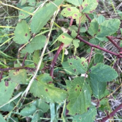 Rubus anglocandicans (Blackberry) at Pialligo, ACT - 28 Mar 2024 by Hejor1