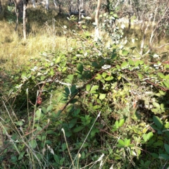 Rubus anglocandicans at Campbell Park Woodland - 28 Mar 2024