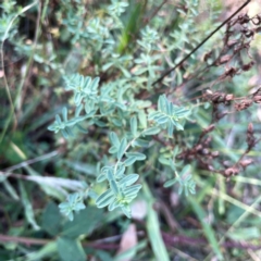 Hypericum perforatum (St John's Wort) at Campbell Park Woodland - 28 Mar 2024 by Hejor1