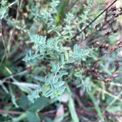 Hypericum perforatum (St John's Wort) at Pialligo, ACT - 28 Mar 2024 by Hejor1